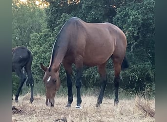 Lusitano, Klacz, 12 lat, 167 cm, Gniada