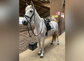 Lusitano, Klacz, 13 lat, 156 cm, Biała