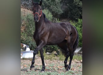 Lusitano, Klacz, 13 lat, 156 cm, Ciemnogniada