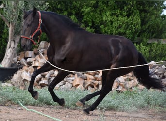 Lusitano, Klacz, 13 lat, 156 cm, Ciemnogniada