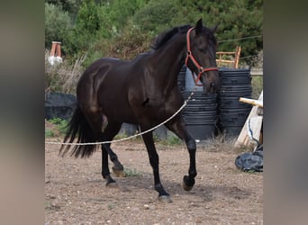 Lusitano, Klacz, 13 lat, 156 cm, Ciemnogniada