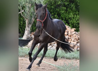 Lusitano, Klacz, 13 lat, 156 cm, Ciemnogniada