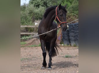 Lusitano, Klacz, 13 lat, 156 cm, Ciemnogniada