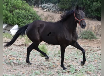 Lusitano, Klacz, 13 lat, 156 cm, Ciemnogniada