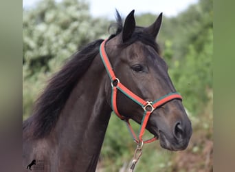 Lusitano, Klacz, 13 lat, 156 cm, Ciemnogniada