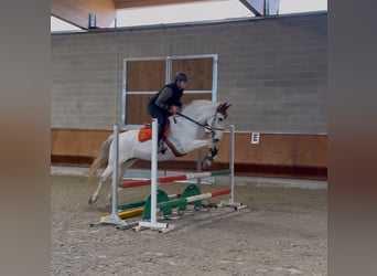 Lusitano, Klacz, 13 lat, 160 cm, Siwa