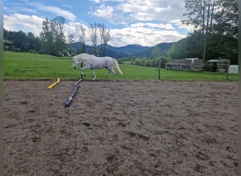 Lusitano, Klacz, 13 lat, 160 cm, Siwa w hreczce