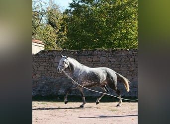 Lusitano, Klacz, 13 lat, 164 cm, Siwa w hreczce