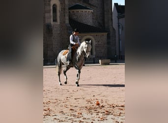 Lusitano, Klacz, 13 lat, 164 cm, Siwa w hreczce