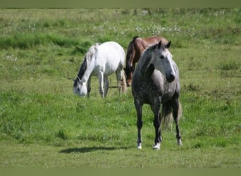 Lusitano, Klacz, 13 lat, 164 cm, Siwa w hreczce