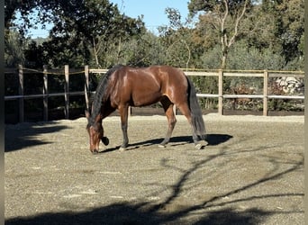 Lusitano, Klacz, 13 lat, 165 cm, Gniada