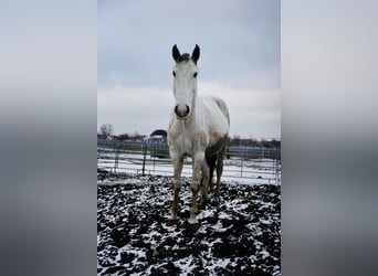 Lusitano, Klacz, 13 lat, 165 cm, Siwa