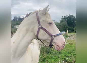 Lusitano, Klacz, 14 lat, 163 cm, Perlino