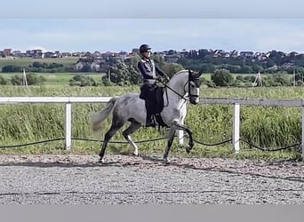 Lusitano, Klacz, 15 lat, 162 cm, Siwa