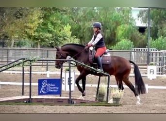 Lusitano, Klacz, 16 lat, 147 cm, Gniada