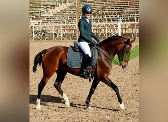 Lusitano, Klacz, 16 lat, 147 cm, Gniada