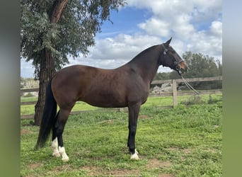 Lusitano, Klacz, 16 lat, 147 cm, Gniada