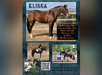 Lusitano, Klacz, 16 lat, 147 cm, Gniada