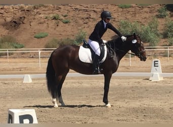 Lusitano, Klacz, 16 lat, 147 cm, Gniada