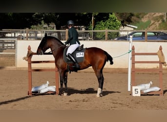 Lusitano, Klacz, 16 lat, 147 cm, Gniada