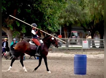 Lusitano, Klacz, 16 lat, 147 cm, Gniada