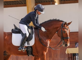 Lusitano, Klacz, 16 lat, 162 cm, Jelenia