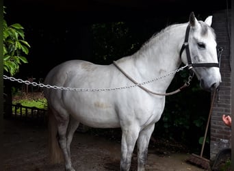 Lusitano, Klacz, 17 lat, 155 cm, Biała