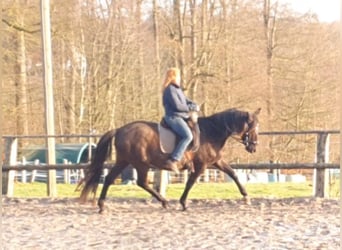 Lusitano, Klacz, 17 lat, 158 cm, Kara