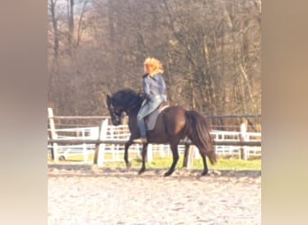 Lusitano, Klacz, 17 lat, 158 cm, Kara