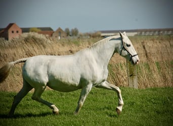 Lusitano, Klacz, 18 lat, 160 cm, Siwa