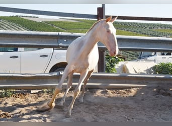 Lusitano, Klacz, 1 Rok, 133 cm, Cremello