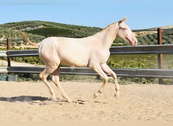 Lusitano, Klacz, 1 Rok, 133 cm, Cremello