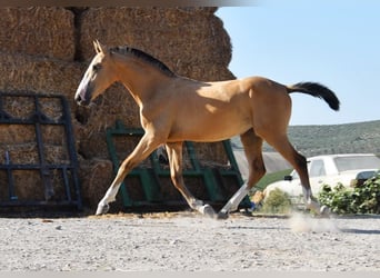 Lusitano, Klacz, 1 Rok, 139 cm, Bułana