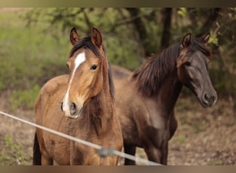 Lusitano, Klacz, 1 Rok, 158 cm, Gniada