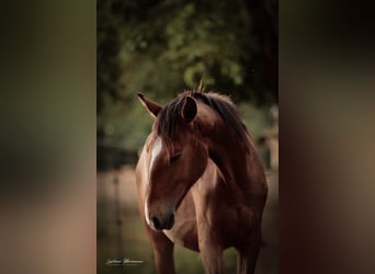 Lusitano, Klacz, 1 Rok, 158 cm, Gniada