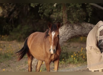 Lusitano, Klacz, 1 Rok, 158 cm, Gniada