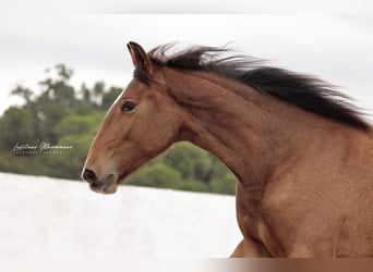 Lusitano, Klacz, 1 Rok, 158 cm, Gniada