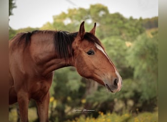 Lusitano, Klacz, 1 Rok, 158 cm, Gniada