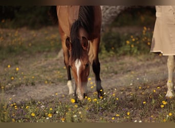 Lusitano, Klacz, 1 Rok, 158 cm, Gniada