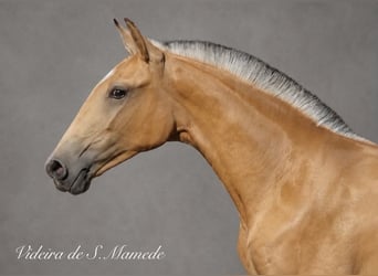 Lusitano, Klacz, 1 Rok, 158 cm, Jelenia