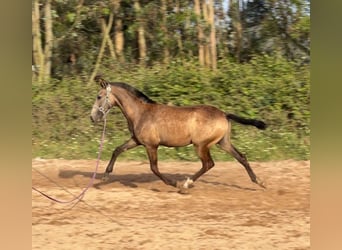 Lusitano, Klacz, 1 Rok, 158 cm, Jelenia
