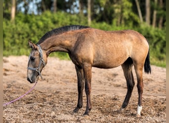 Lusitano, Klacz, 1 Rok, 158 cm, Jelenia