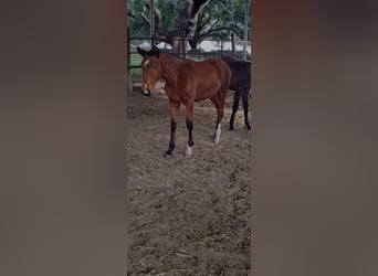 Lusitano, Klacz, 1 Rok, 162 cm, Gniada