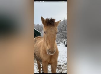 Lusitano Mix, Klacz, 1 Rok, 162 cm, Perłowa