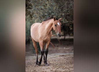 Lusitano Mix, Klacz, 1 Rok, 163 cm, Bułana
