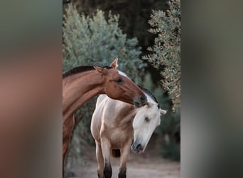 Lusitano Mix, Klacz, 1 Rok, 163 cm, Bułana