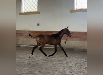 Lusitano, Klacz, 1 Rok, 163 cm, Jelenia