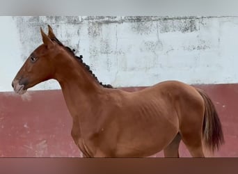 Lusitano Mix, Klacz, 1 Rok, 163 cm, Tarantowata