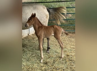 Lusitano Mix, Klacz, 1 Rok, 165 cm, Ciemnokasztanowata