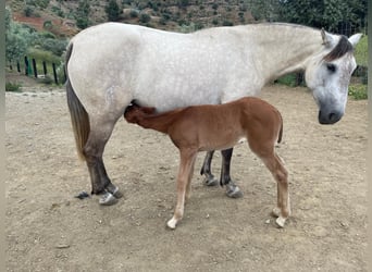 Lusitano Mix, Klacz, 1 Rok, 165 cm, Ciemnokasztanowata